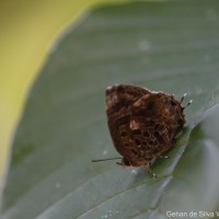 Arhopala abseus Hewitson, 1862